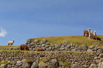 alpacas graze among Inca ruins in Cusco, Peru